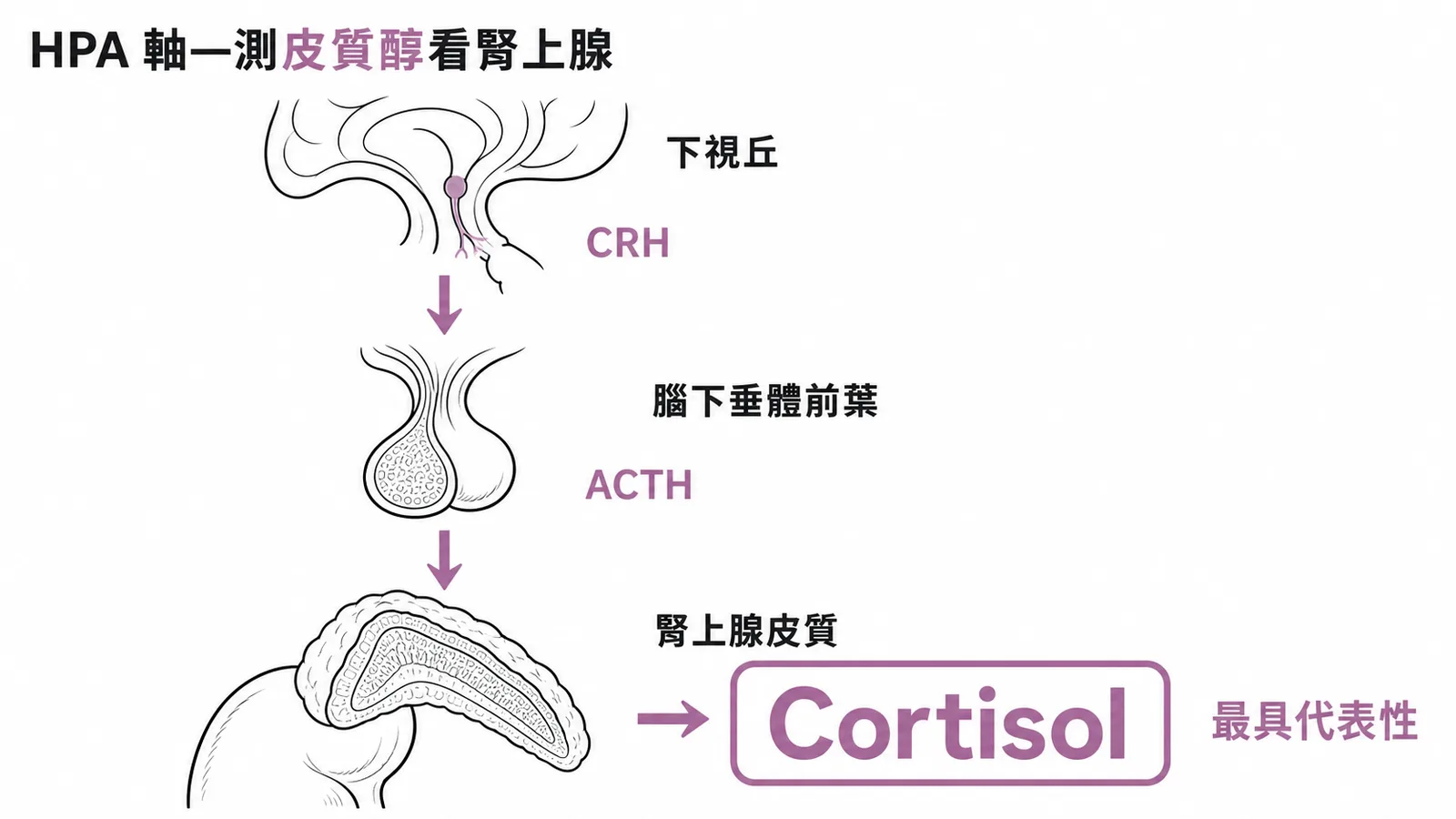 HPA軸三層結構中皮質醇最能代表腎上腺皮質功能