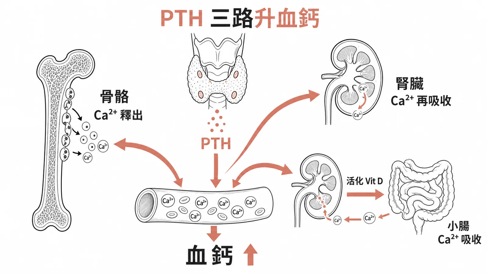 副甲狀腺素經骨骼腎臟小腸三條路徑升高血鈣