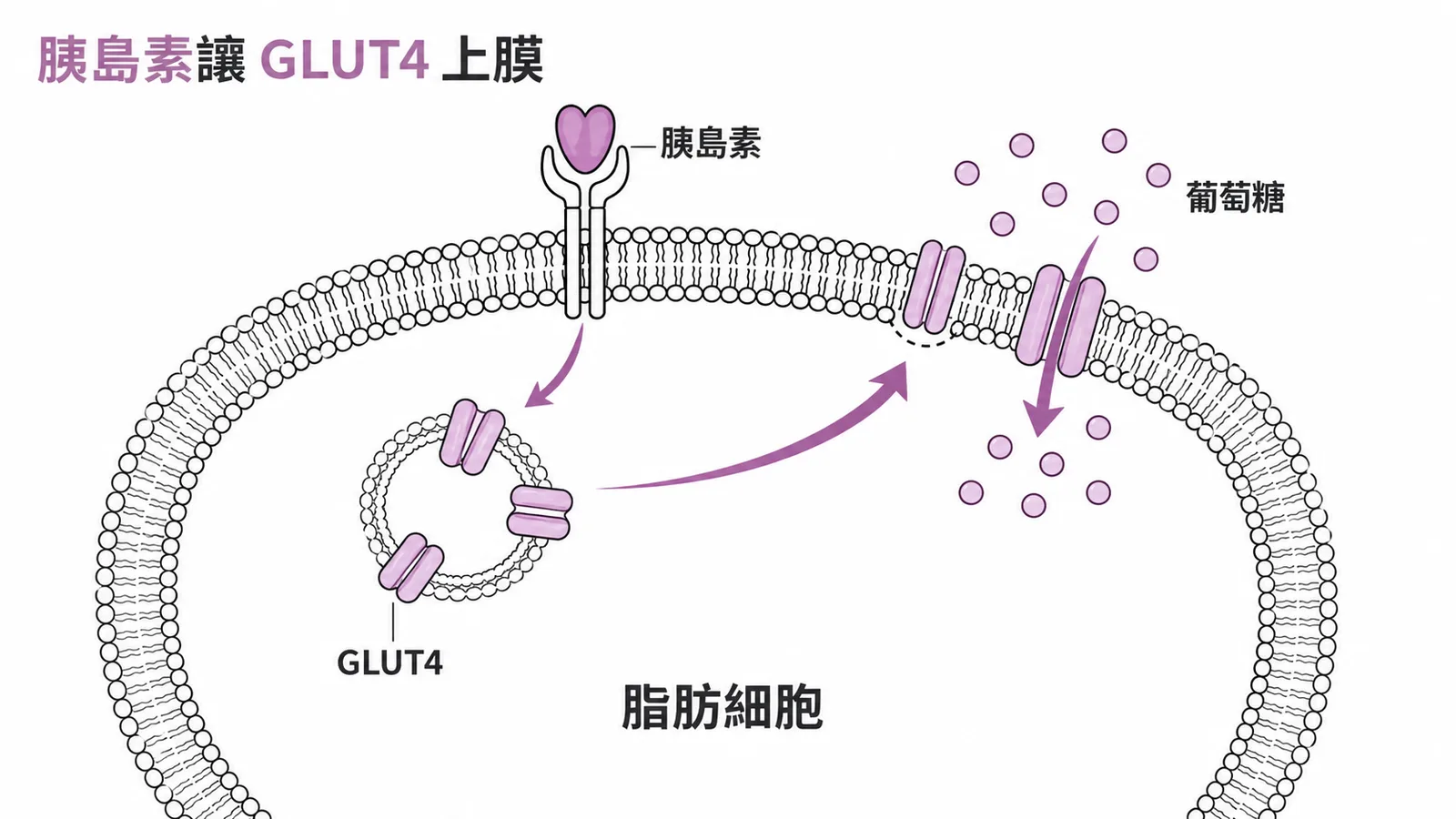 胰島素促使GLUT4移至脂肪細胞膜面，讓葡萄糖進入細胞