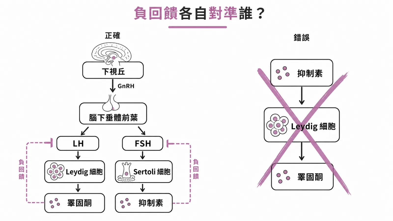 男性HPG軸負回饋：抑制素抑制FSH、睪固酮抑制LH