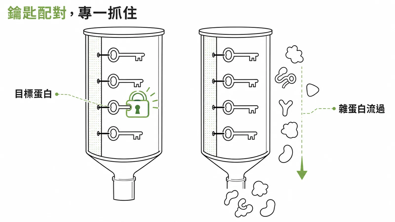親合力層析法如鑰匙配對，專一抓住目標蛋白