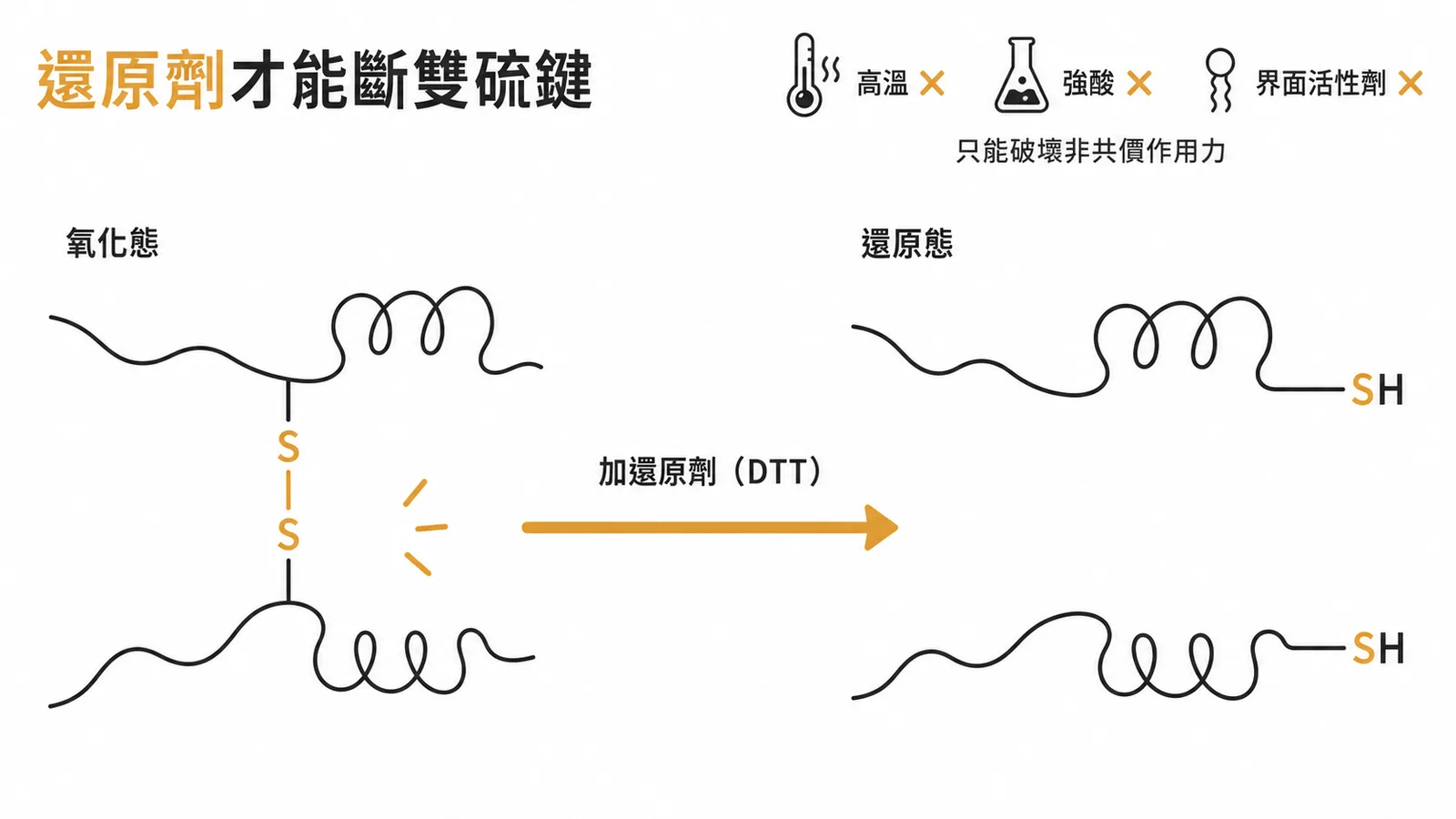 還原劑（DTT）將雙硫鍵S-S還原為兩個-SH