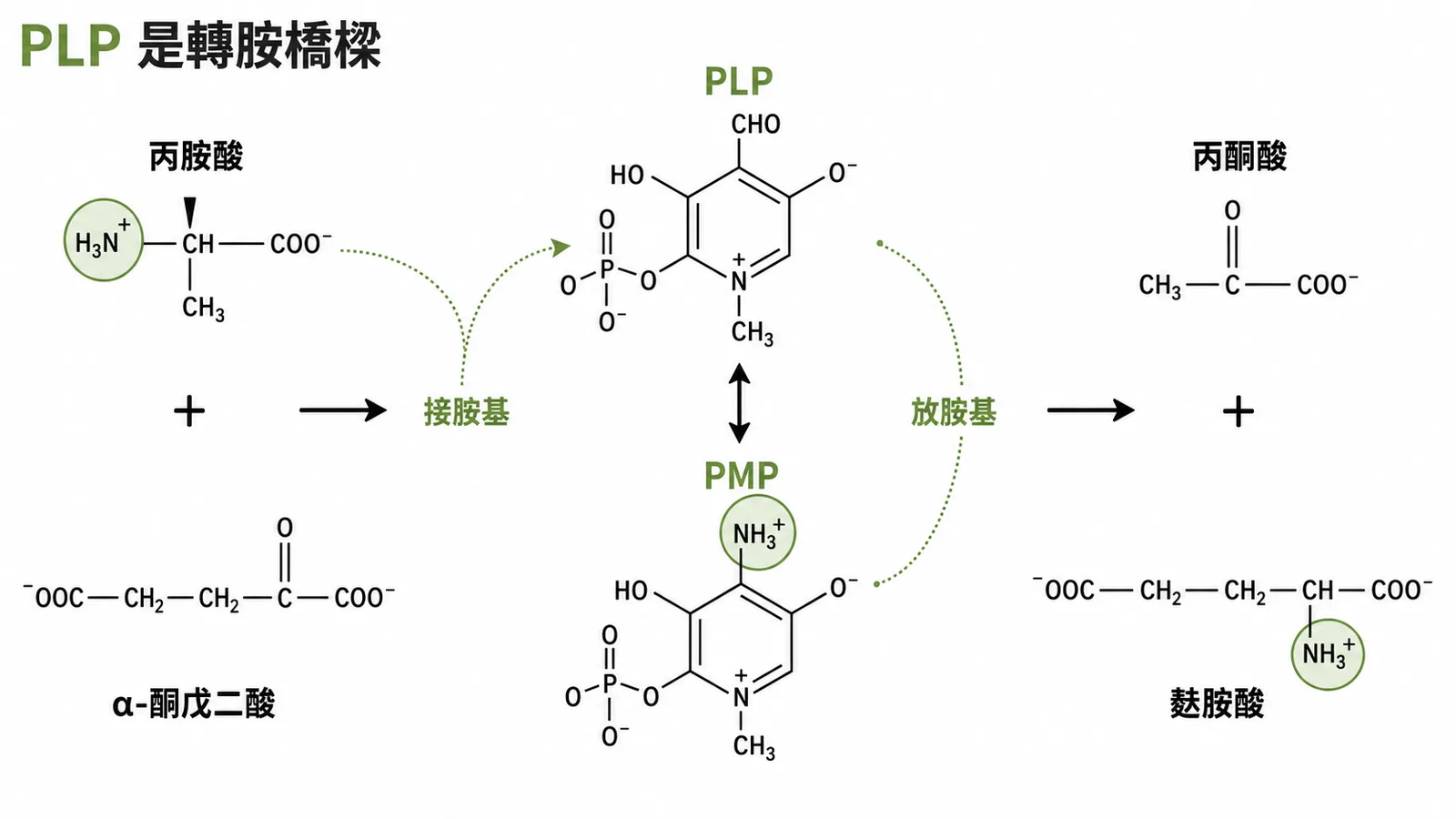 PLP是轉胺作用橋樑，接胺基變PMP再放胺基回PLP