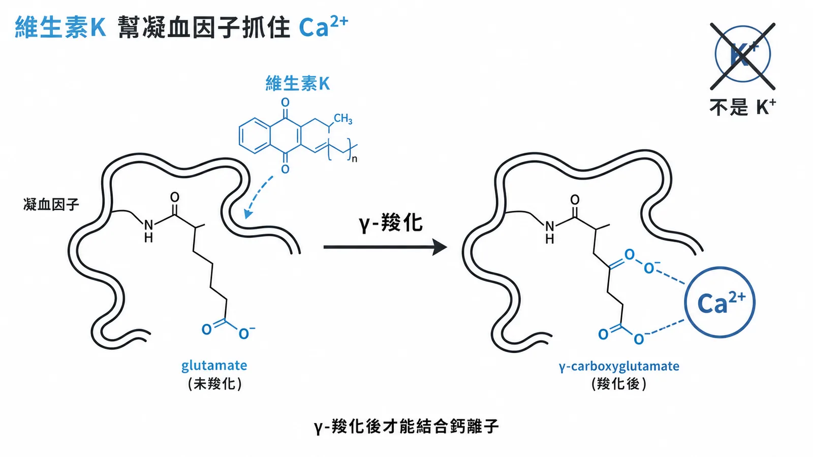 維生素K幫凝血因子γ-羧化後結合Ca²⁺，不是K⁺