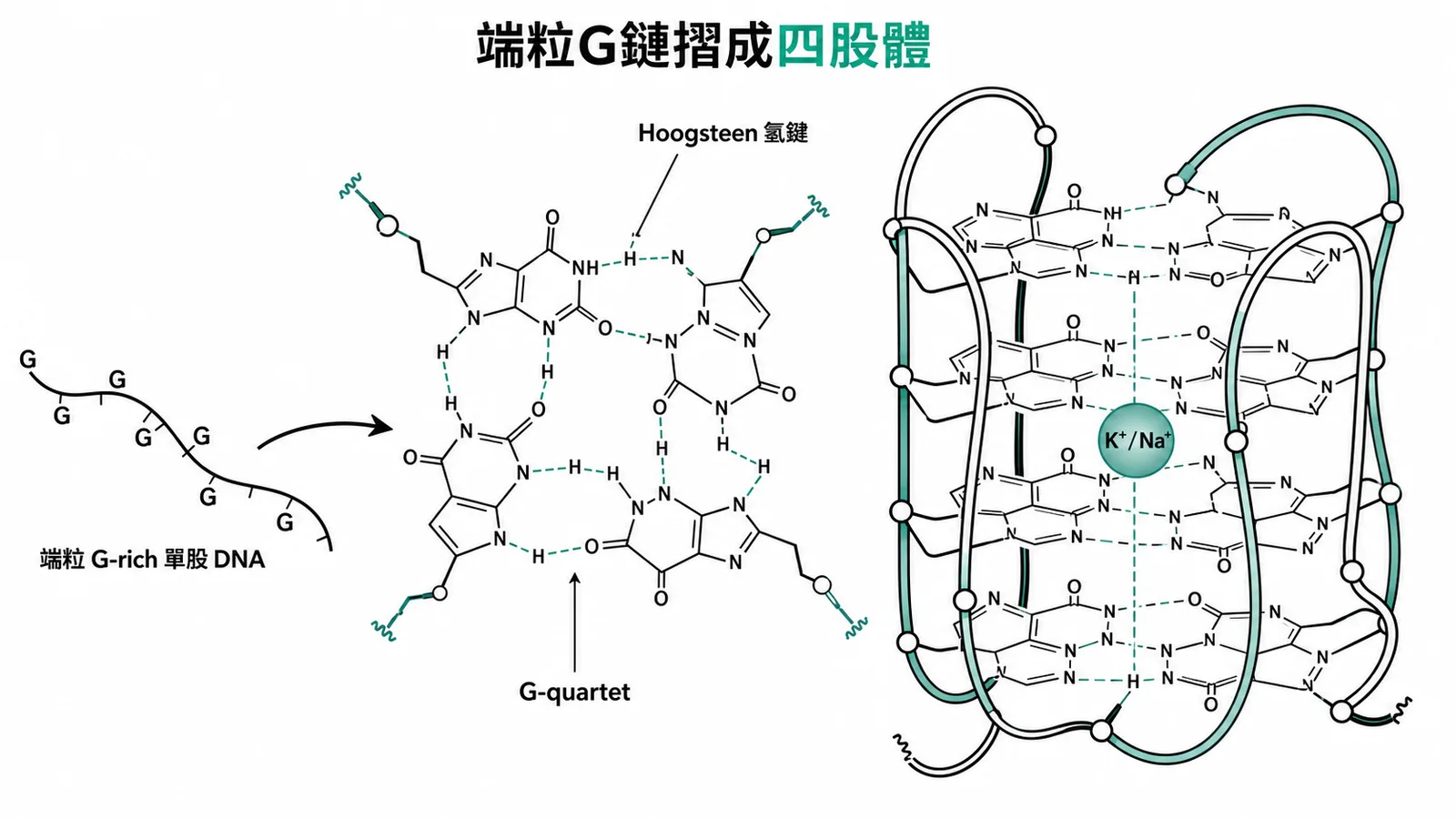 端粒G-rich單股DNA摺成G-quadruplex四股體結構