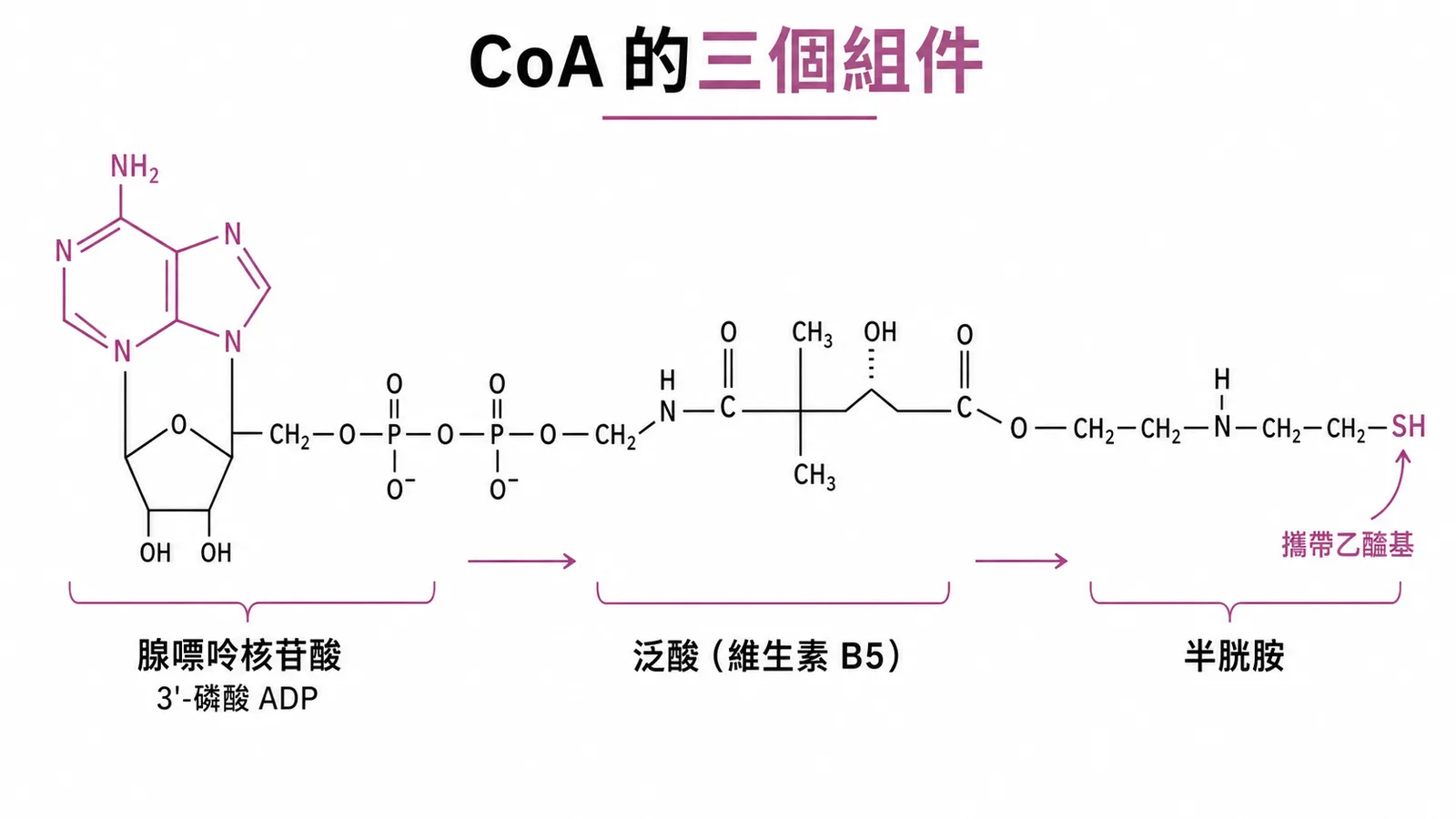 CoA由腺嘌呤核苷酸、泛酸B5、半胱胺三部分組成