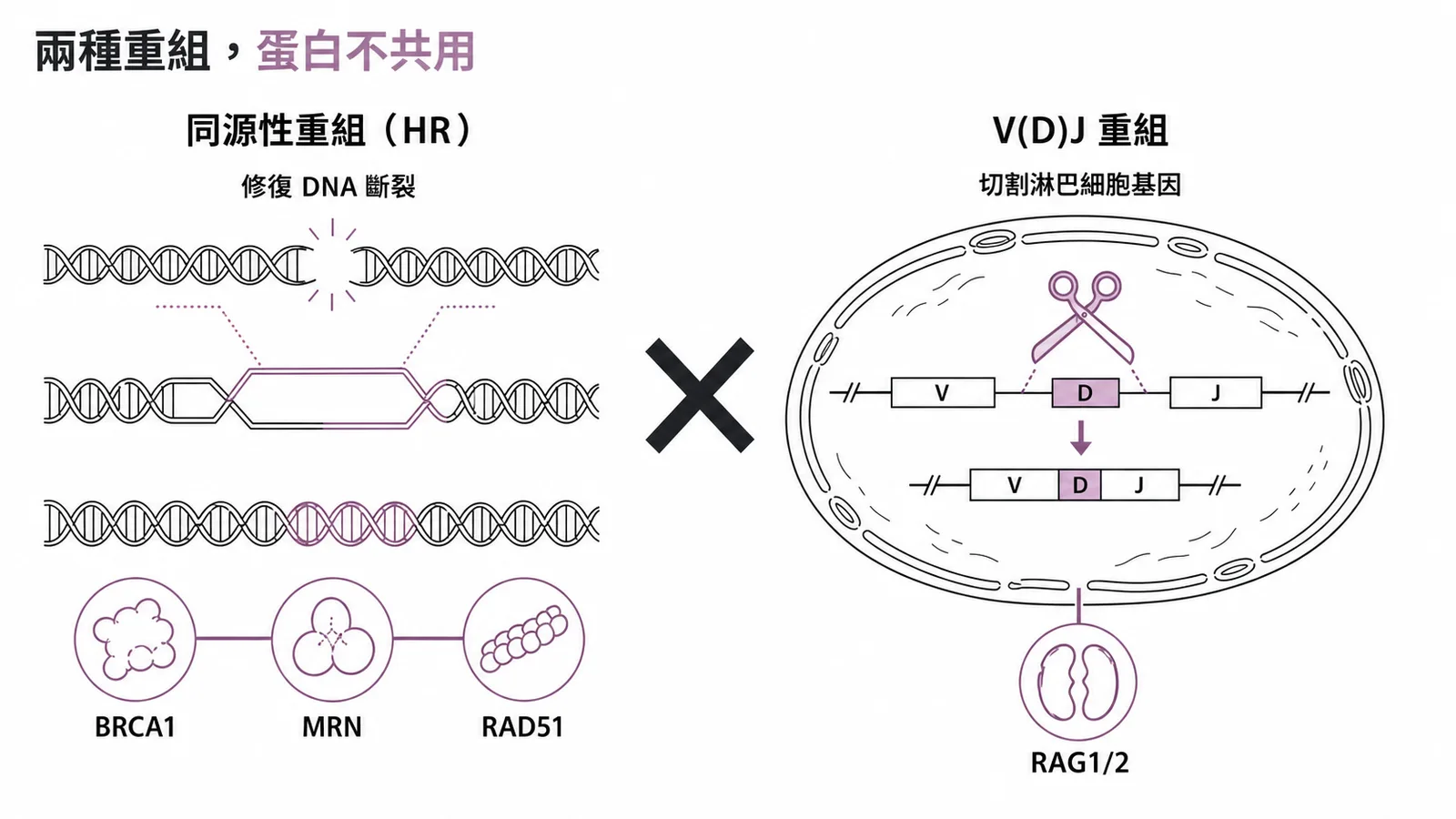 同源性重組需BRCA1/MRN/RAD51，RAG1/2屬V(D)J重組