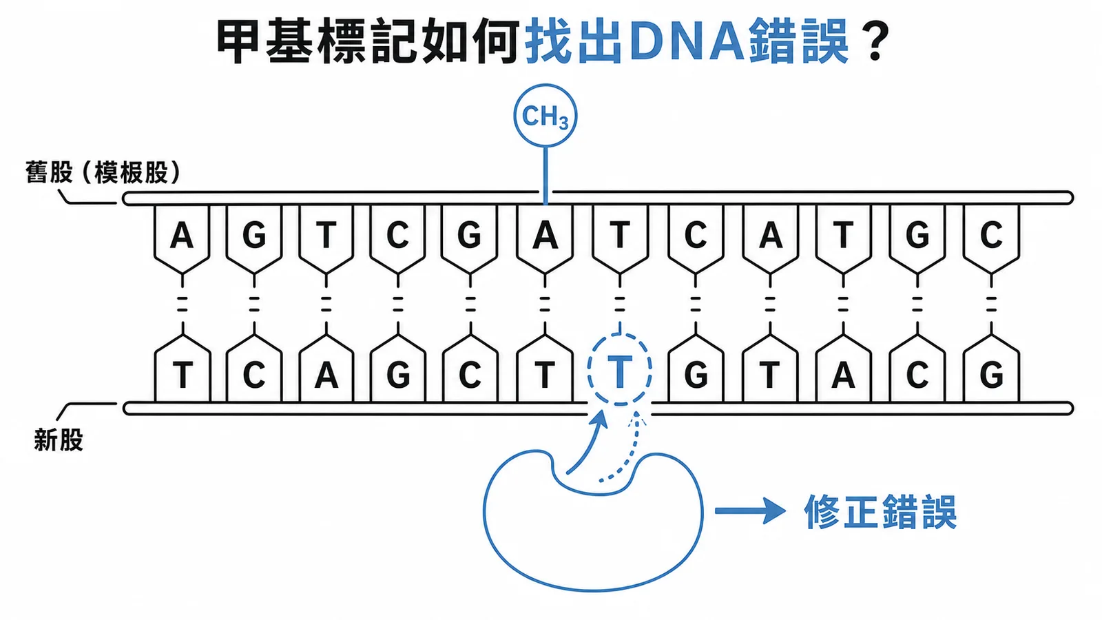 Dam甲基化酶透過甲基標記區分模板股與新股，引導錯配修復系統修正新股錯誤