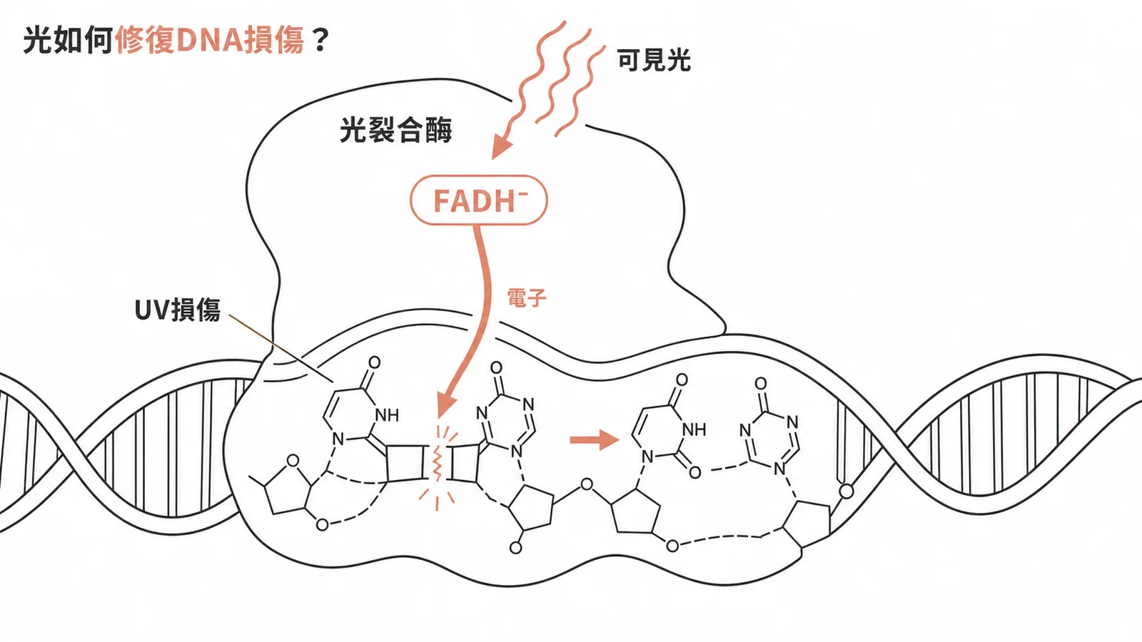 光裂合酶利用FADH⁻吸收可見光後釋放電子，修復紫外線造成的嘧啶二聚體
