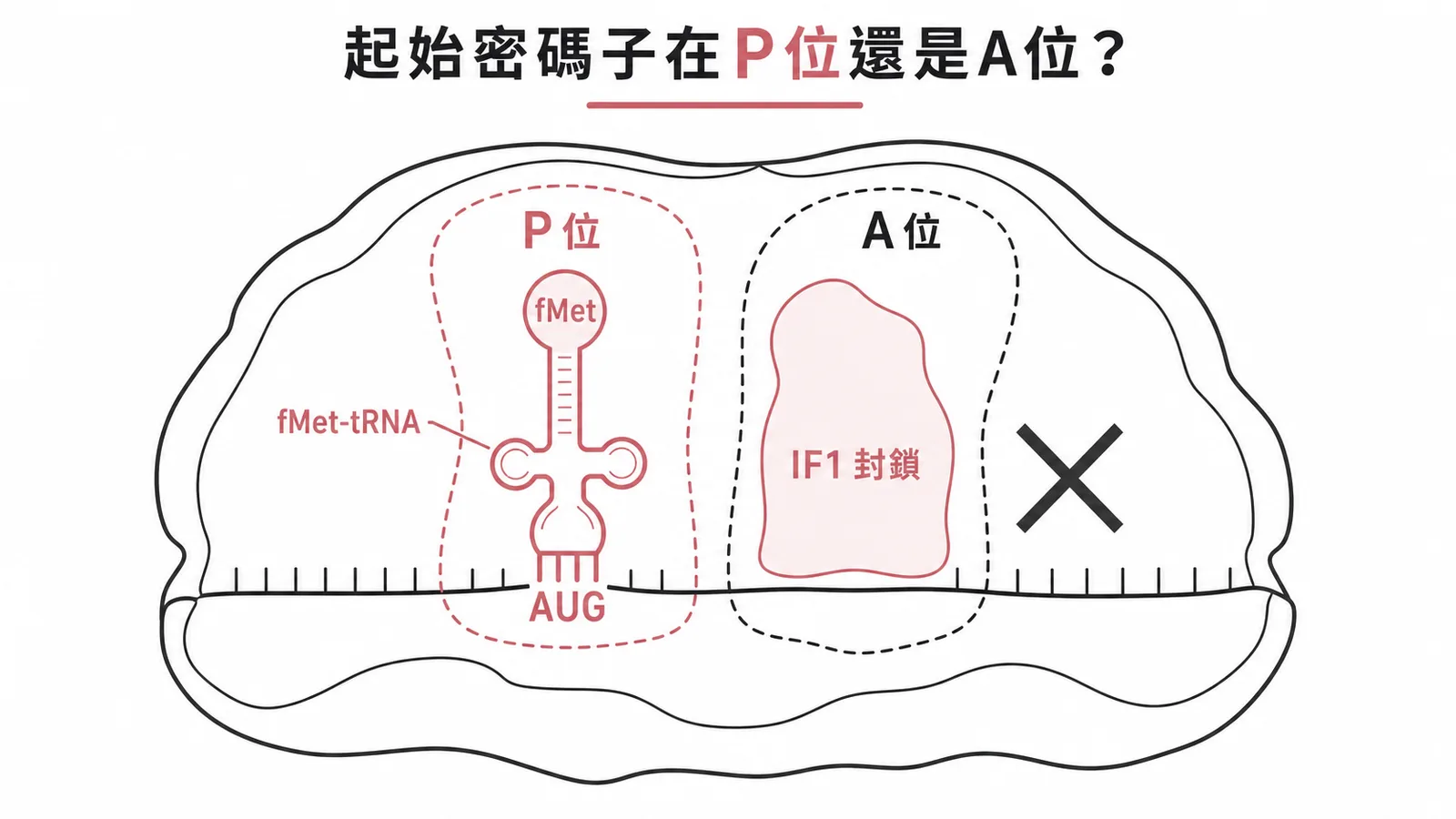細菌轉譯起始時AUG與fMet-tRNA結合在P位，A位被IF1封鎖