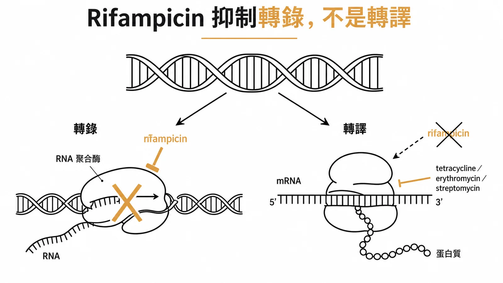Rifampicin抑制轉錄（RNA聚合酶）而非轉譯，與其他抗生素靶點不同