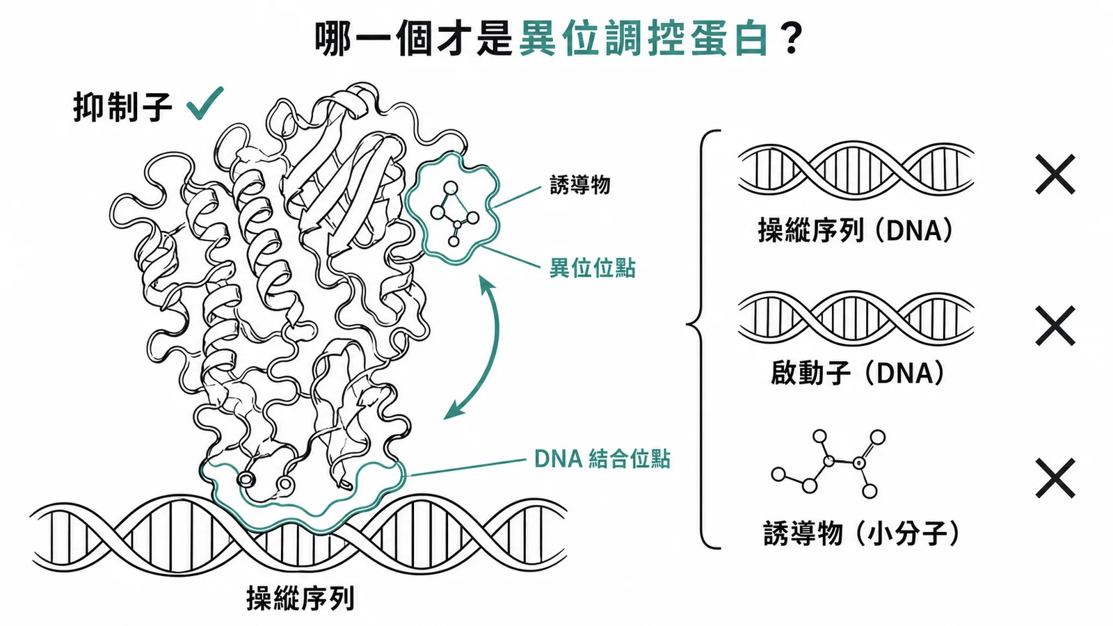 抑制子是唯一的蛋白質選項，具異位位點可結合誘導物改變構型