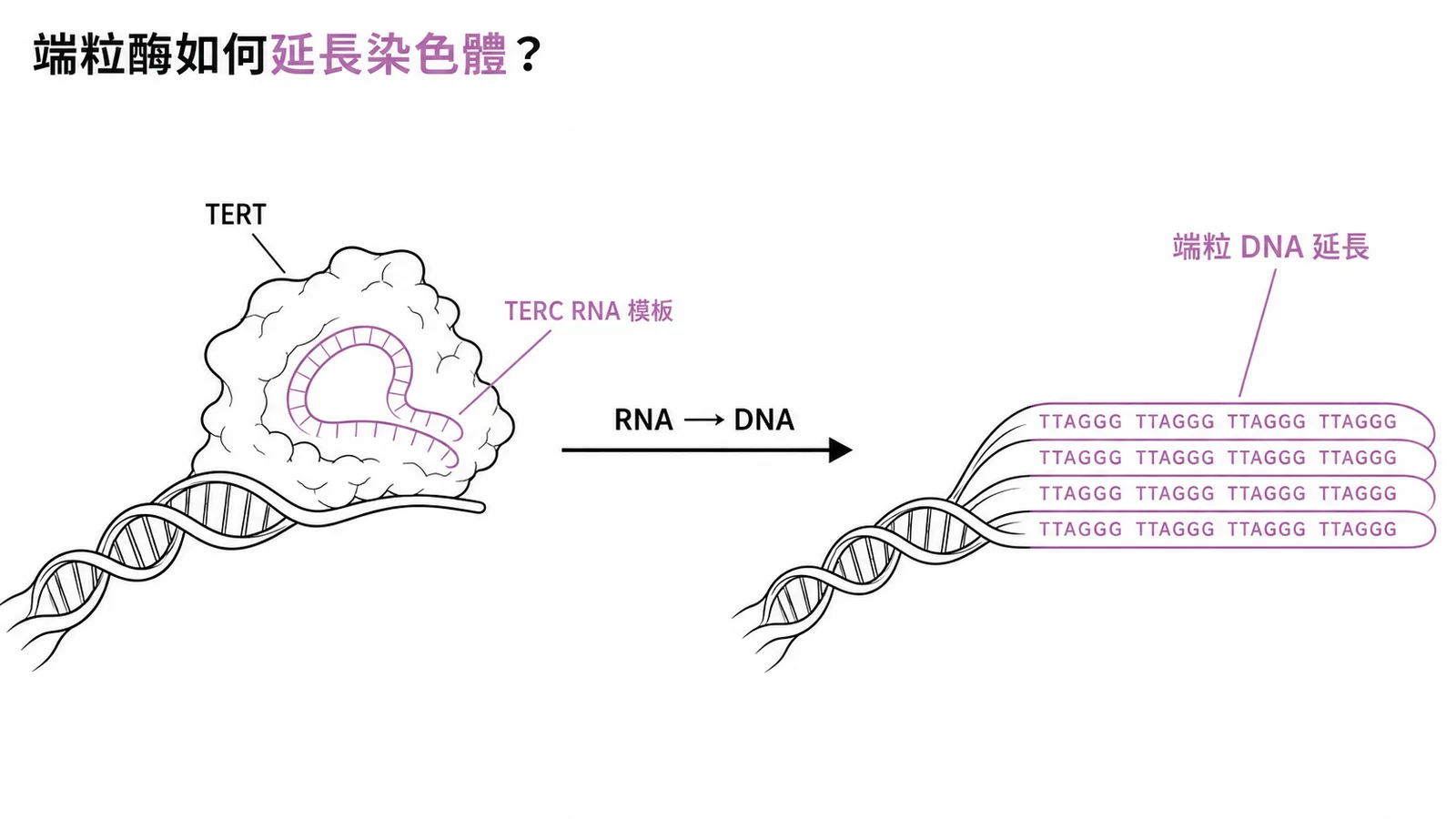 端粒酶TERT利用RNA模板TERC反轉錄合成端粒DNA重複序列