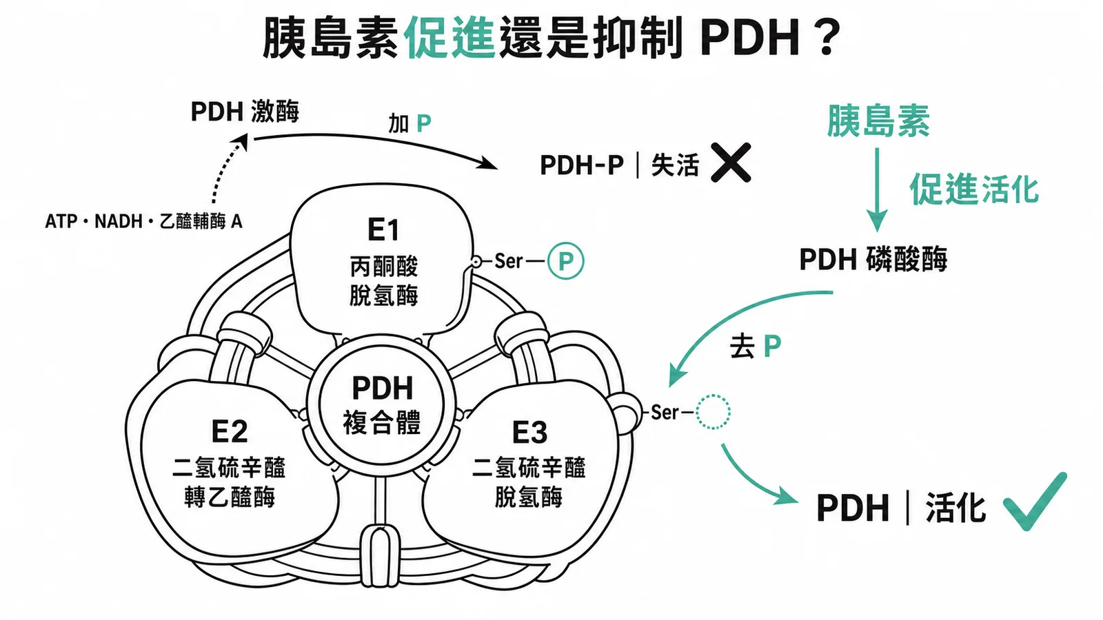 胰島素活化PDH磷酸酶使PDH去磷酸化而促進活性，非抑制