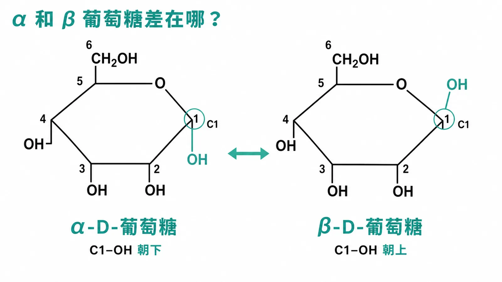 α與β葡萄糖Haworth投影式對照，僅C1異構碳上的OH方向不同