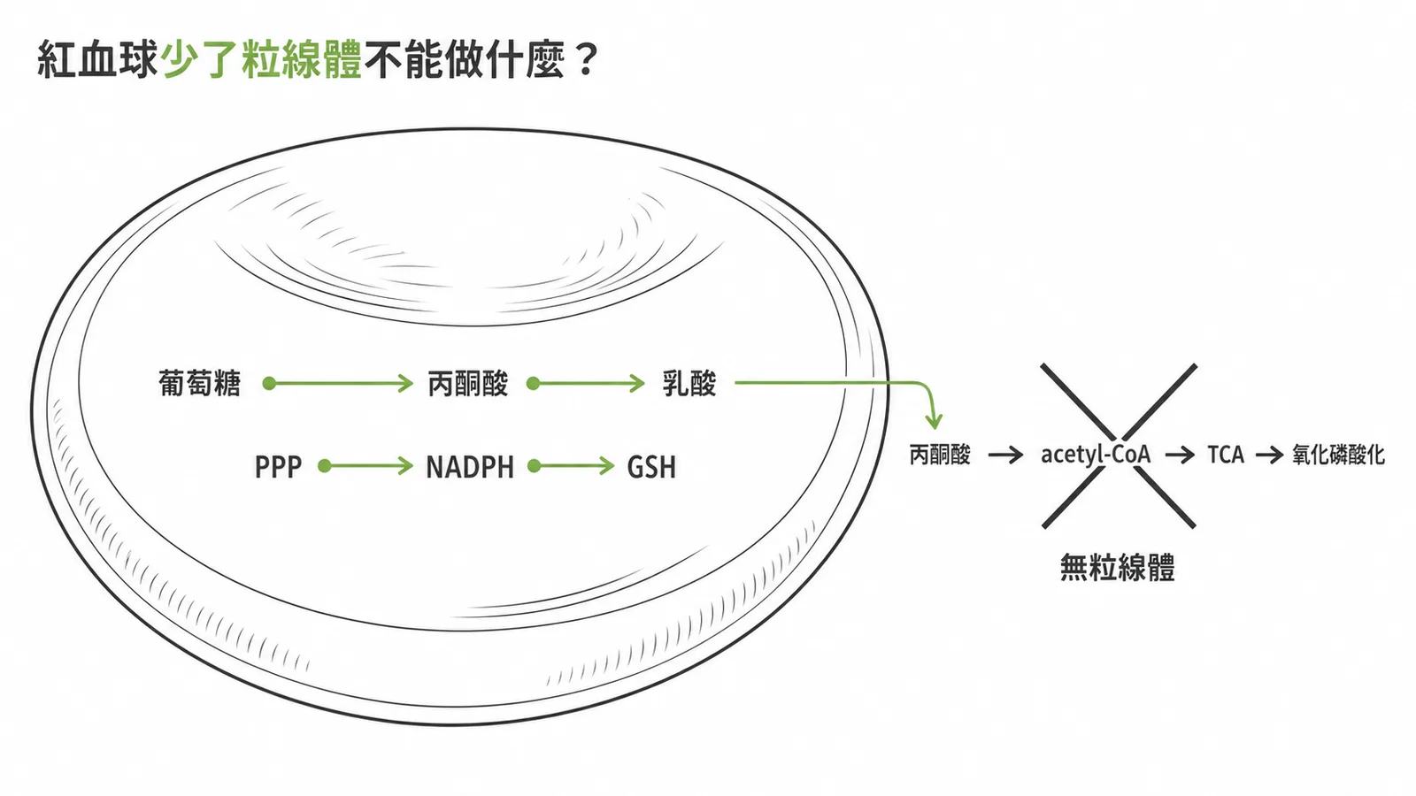 紅血球缺粒線體只能做糖解和PPP，無法將丙酮酸轉為acetyl-CoA