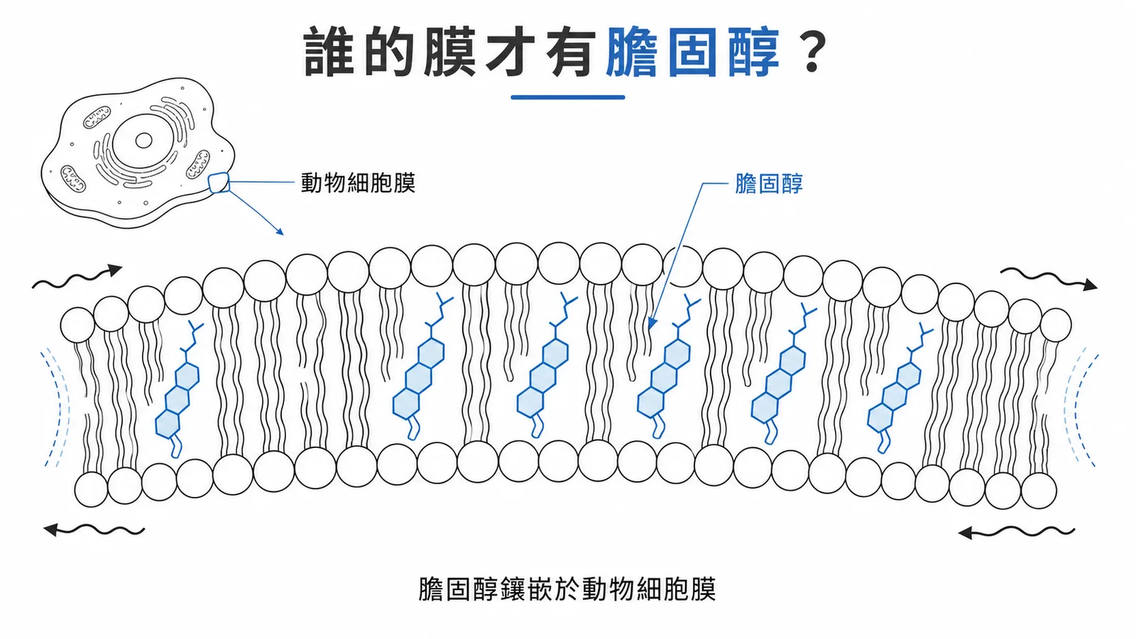 膽固醇鑲嵌於動物細胞膜磷脂雙層的結構示意圖