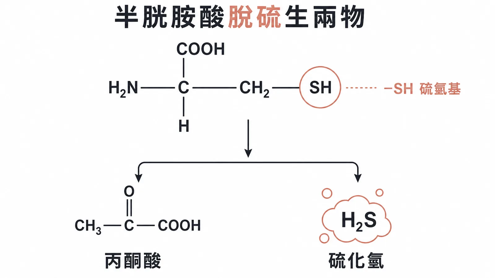 半胱胺酸脫硫反應產生丙酮酸與硫化氫的示意圖