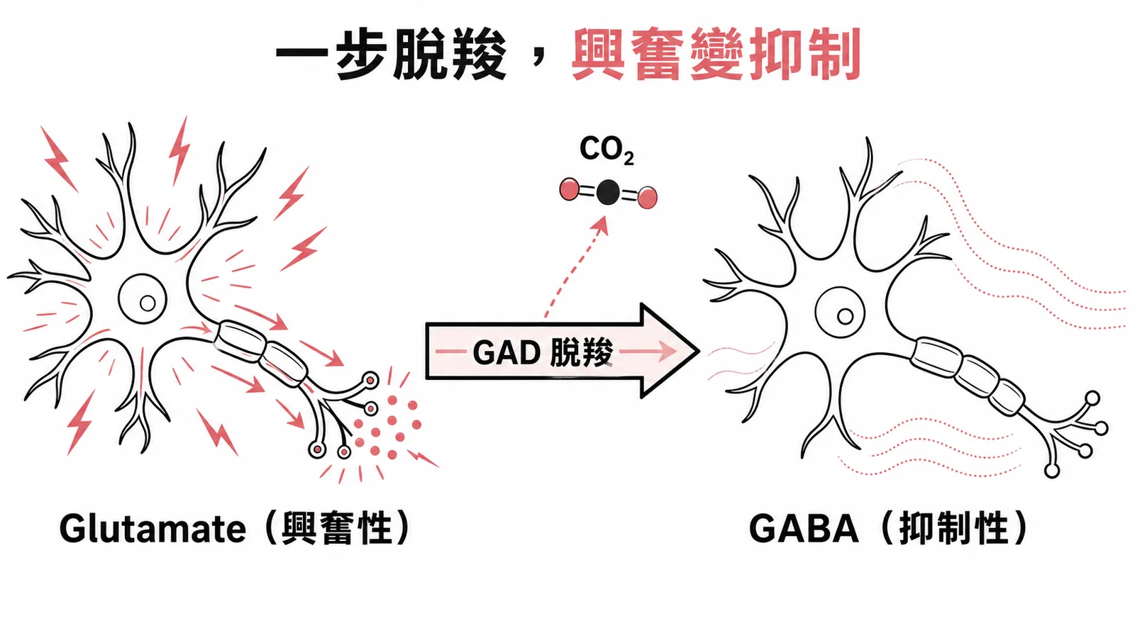 麩胺酸經 GAD 脫羧轉化為 GABA 的示意圖