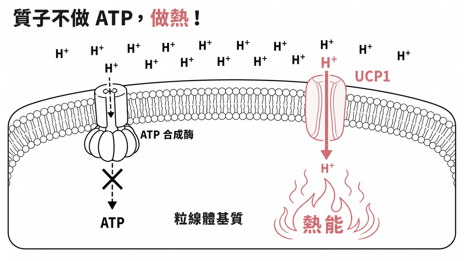 UCP1 讓質子梯度繞過 ATP 合成酶直接產熱的示意圖