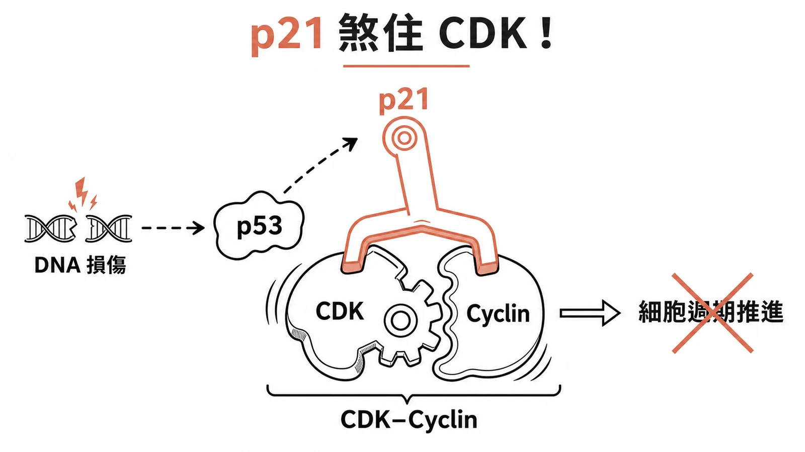 p21 受 p53 誘導後抑制 CDK-Cyclin 複合體的示意圖