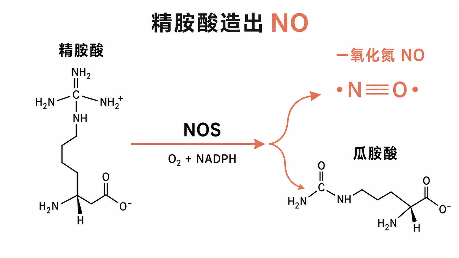 精胺酸經 NOS 催化產生一氧化氮與瓜胺酸的反應示意圖