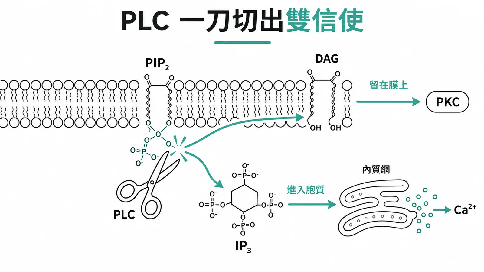 PLC 水解 PIP₂ 產生 DAG 與 IP₃ 雙信使的示意圖
