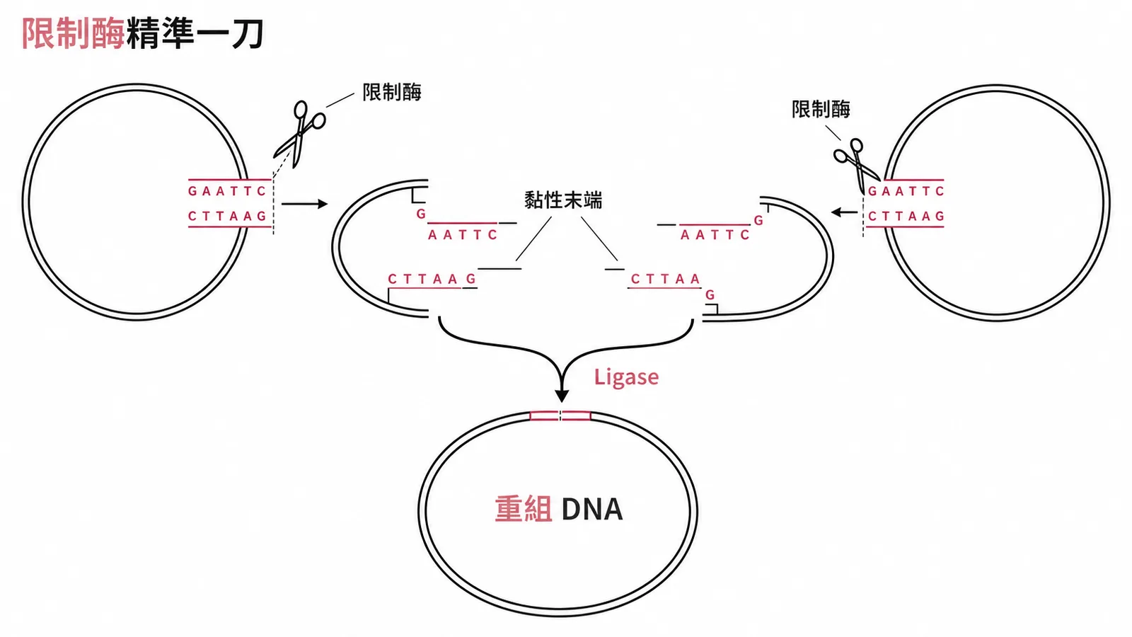 限制酶切開兩個質體產生黏性末端再以 Ligase 連接成重組 DNA 的流程圖