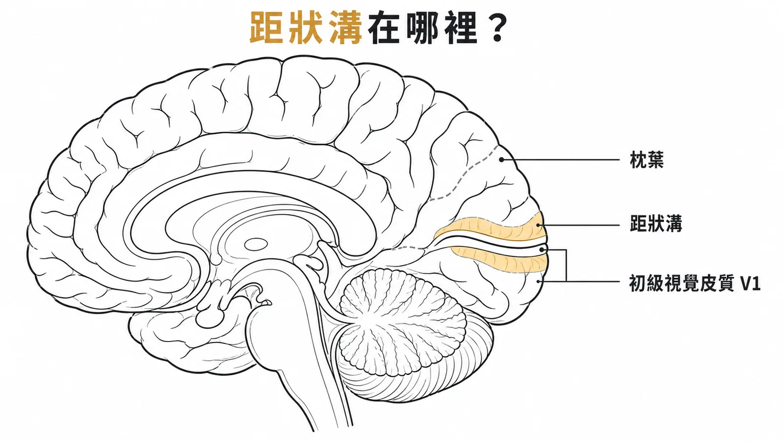 大腦內側面:距狀溝位於枕葉,周圍為初級視覺皮質V1