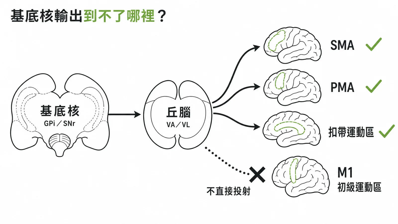 基底核輸出路徑:經丘腦投射至SMA、PMA、扣帶運動區,不直接到M1