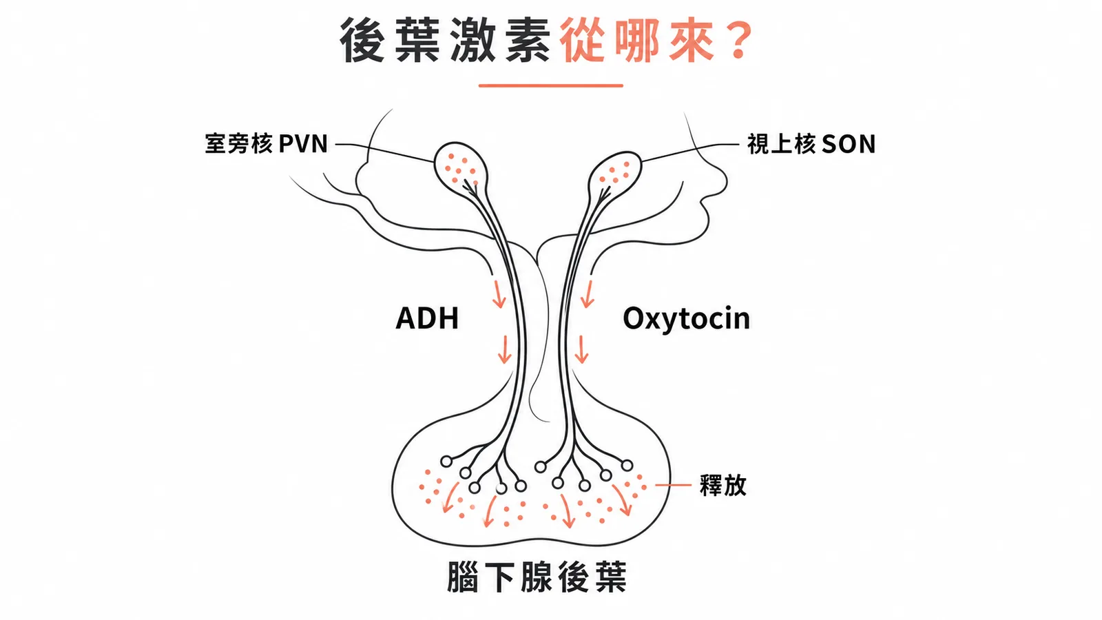 下視丘室旁核PVN與視上核SON製造ADH及Oxytocin送至腦下腺後葉釋放