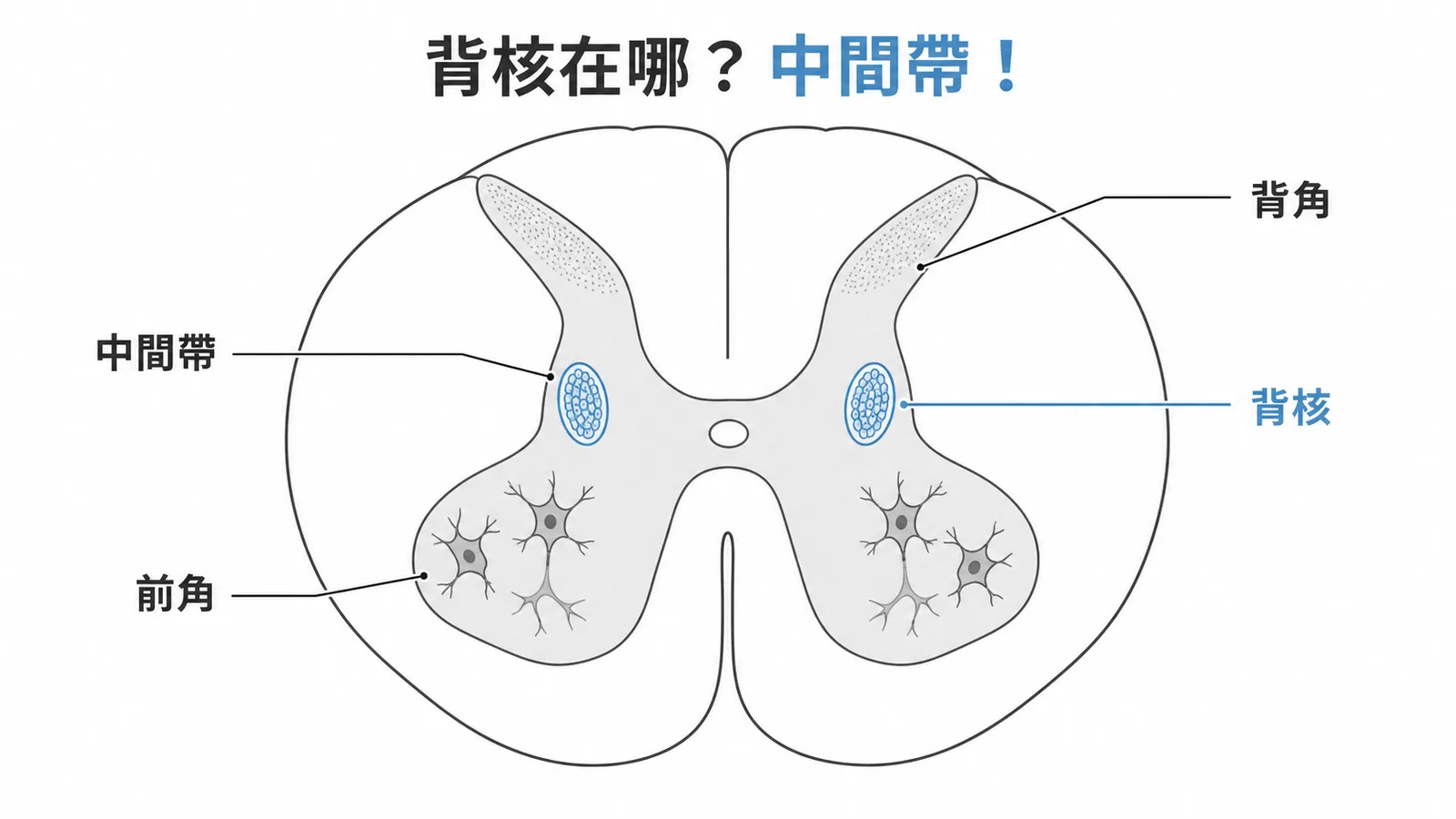 脊髓橫截面:背核位於中間帶內側而非背角