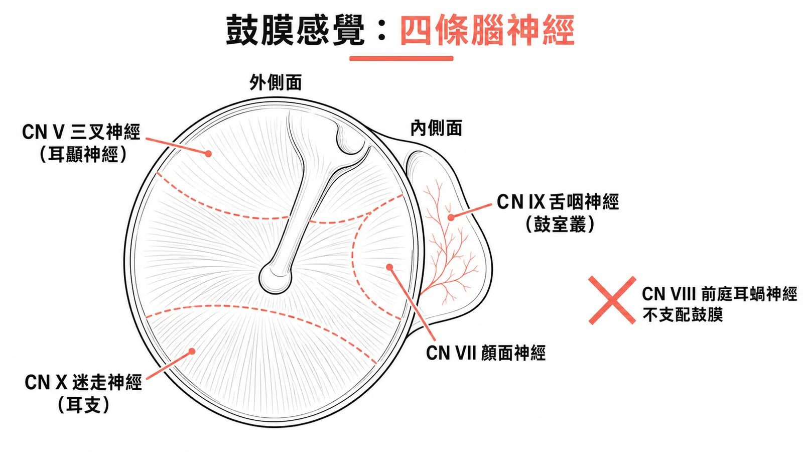 鼓膜體感覺由四條腦神經支配:CN V、VII、IX、X
