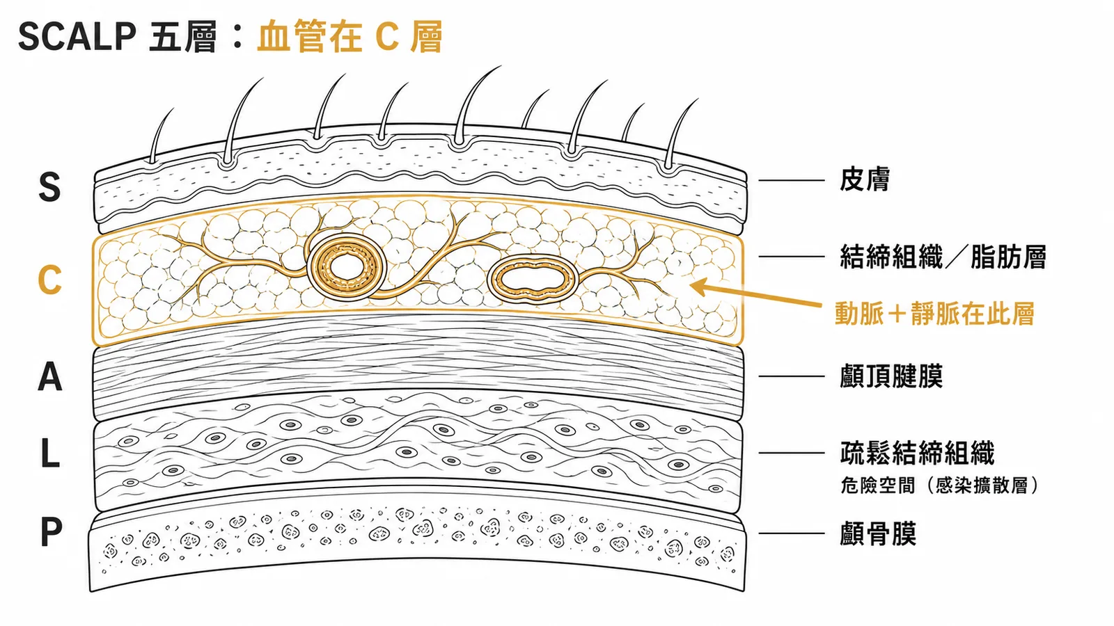 頭皮SCALP五層截面：動脈與靜脈位於第二層C結締組織層