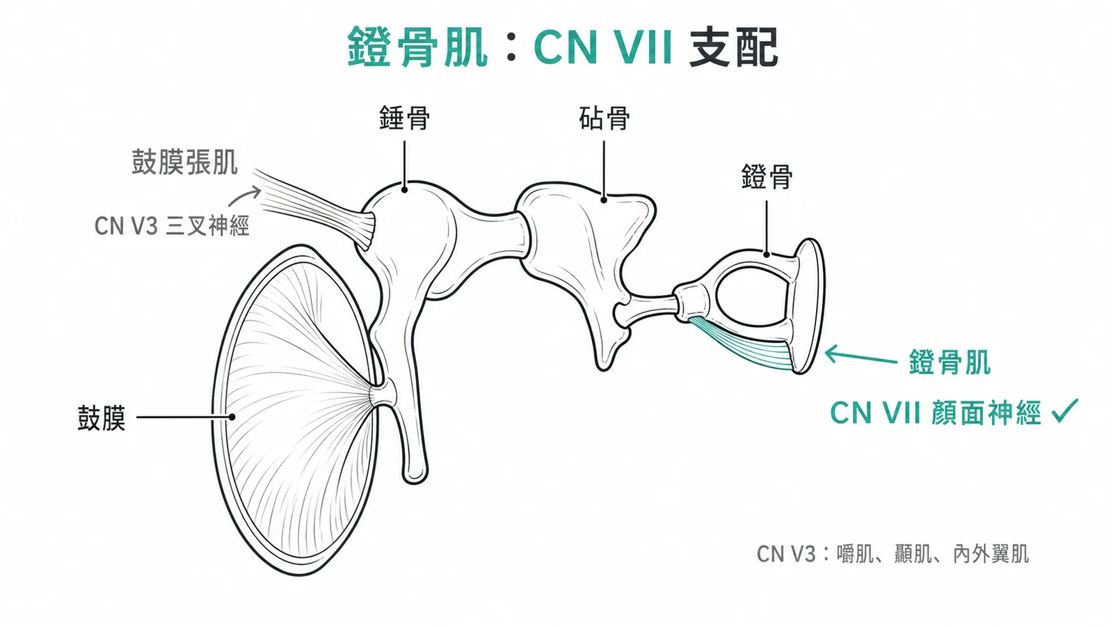 中耳聽小骨:鐙骨肌由CN VII顏面神經支配