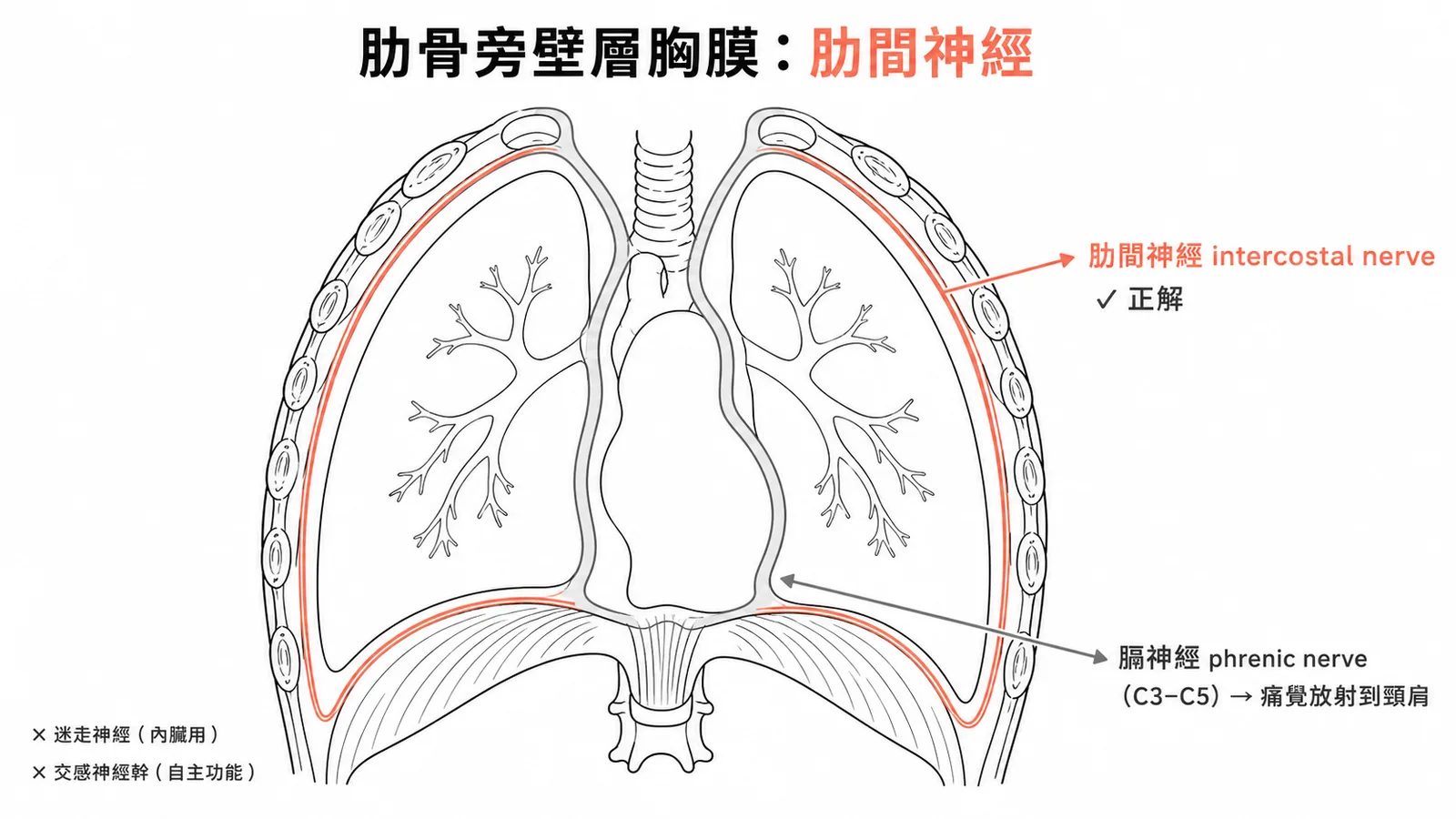 胸腔壁層胸膜分區神經支配:costal由肋間神經傳遞感覺