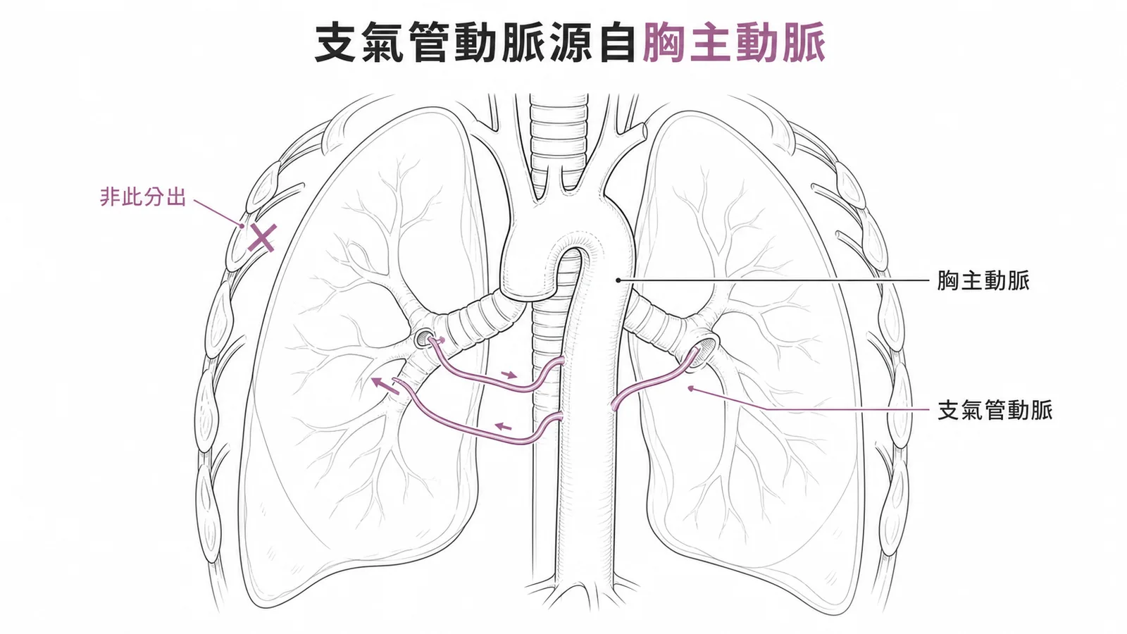 支氣管動脈主要從胸主動脈分出,而非左側第二肋間動脈