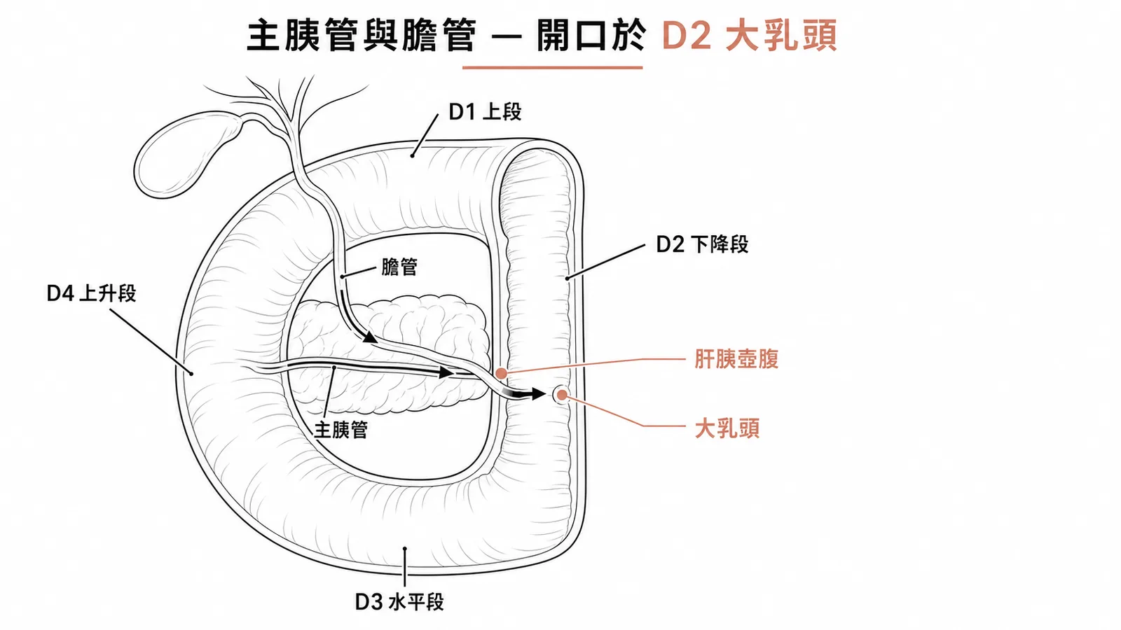 主胰管與膽管匯合於十二指腸下降段D2的大乳頭處開口