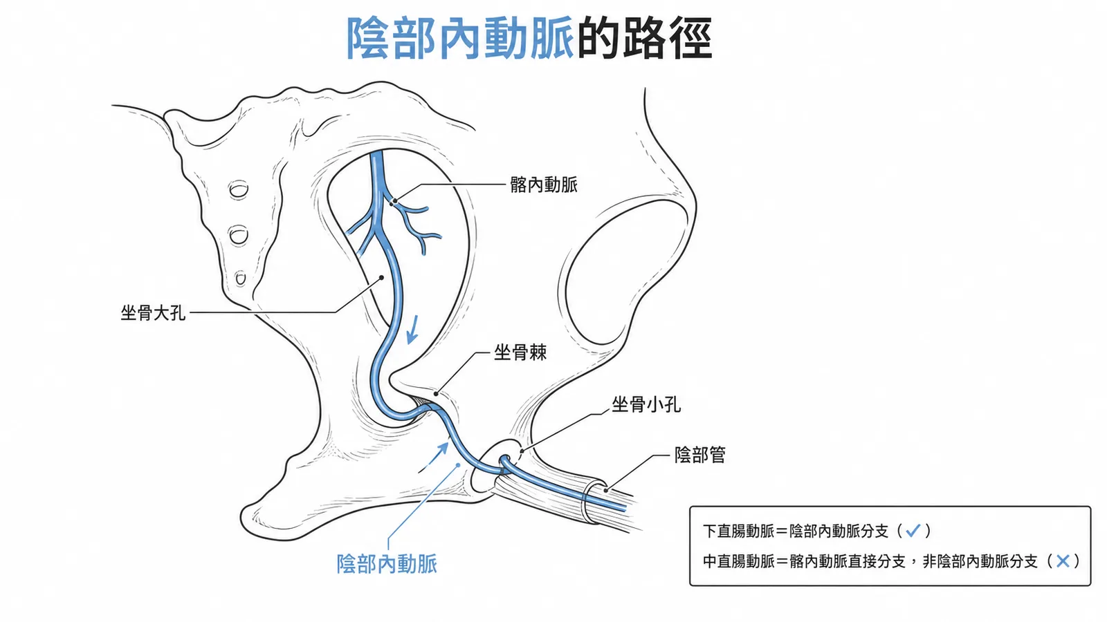 陰部內動脈路徑:坐骨大孔→坐骨棘→坐骨小孔→陰部管,中直腸動脈非其分支