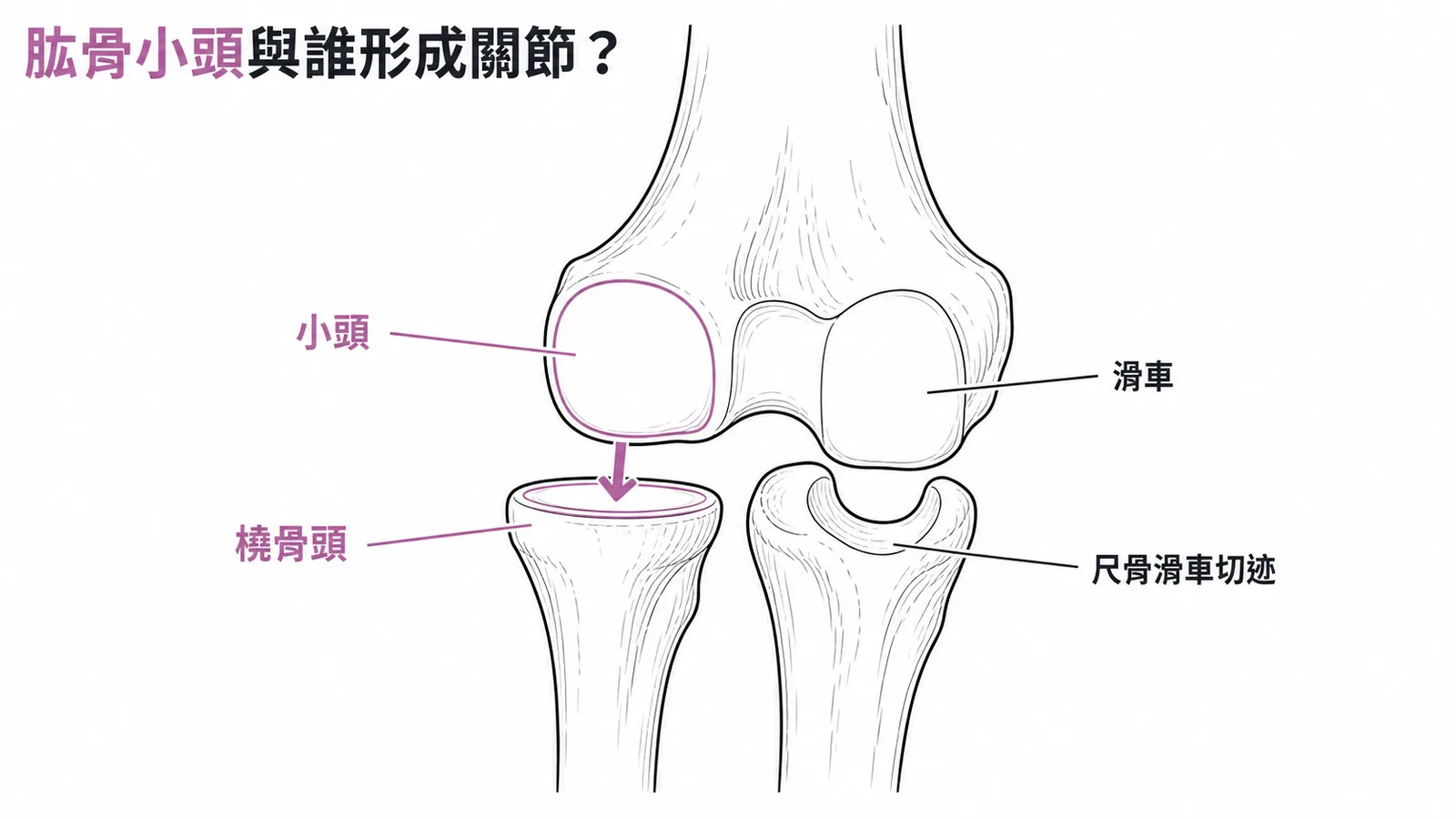 肱骨遠端小頭與橈骨頭、滑車與尺骨滑車切迹的對應關節示意圖