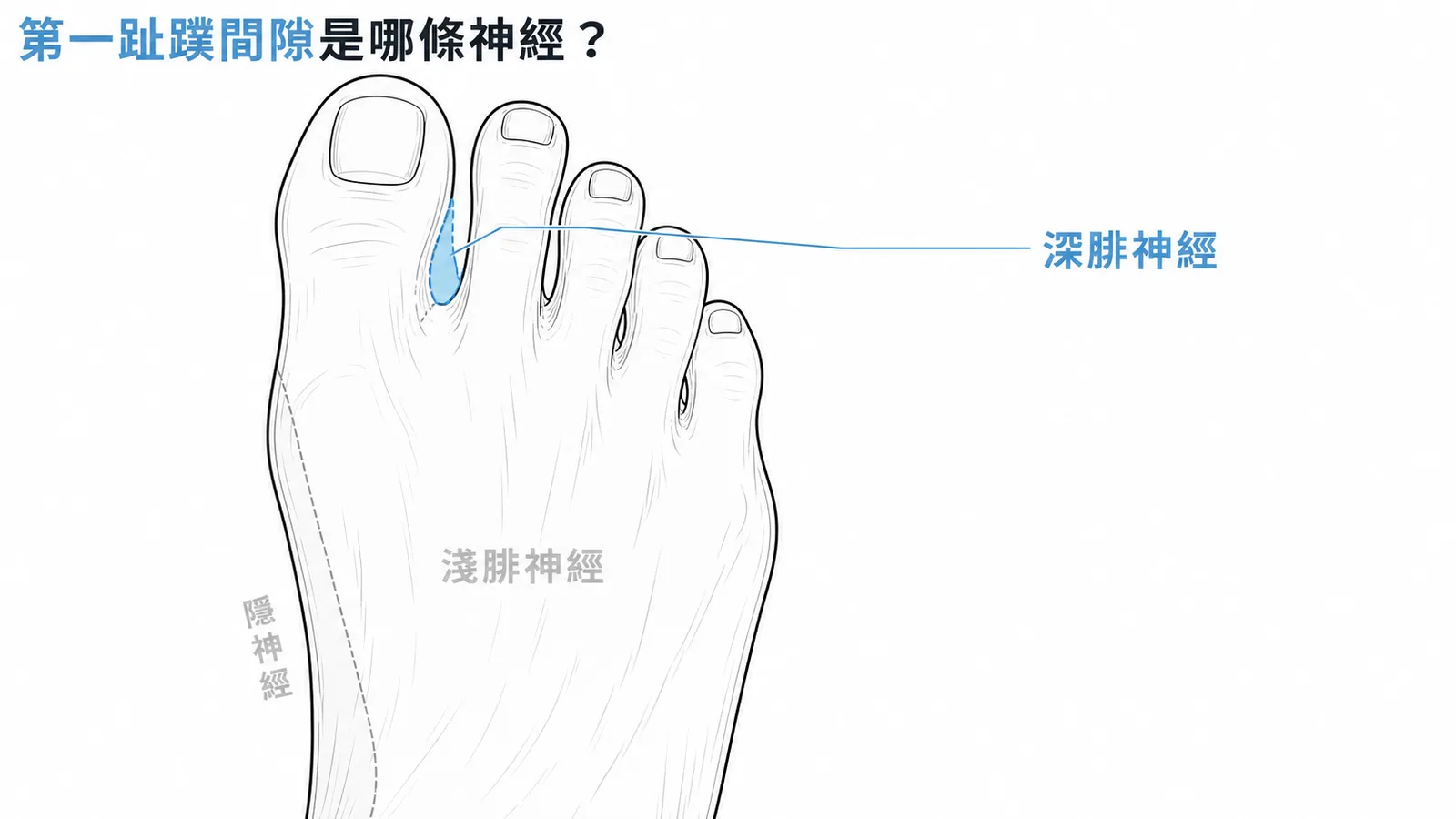 足背神經支配分區:深腓神經專管第一趾蹼間隙