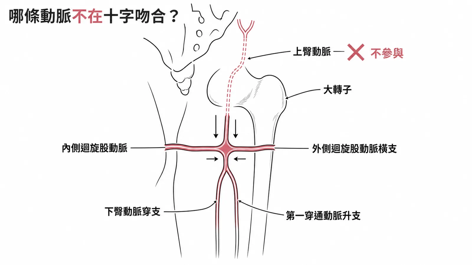 十字吻合四條動脈交會圖:上臀動脈不參與