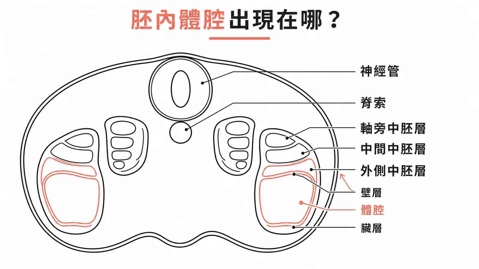 胚胎橫切面：外側中胚層裂開形成胚內體腔，分為壁層與臟層