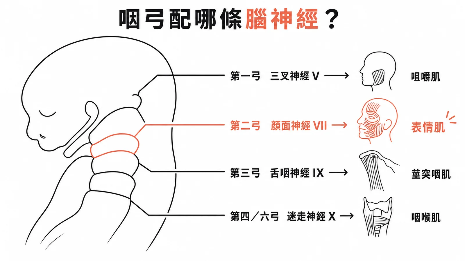 咽弓與腦神經對應圖：第二弓由顏面神經支配