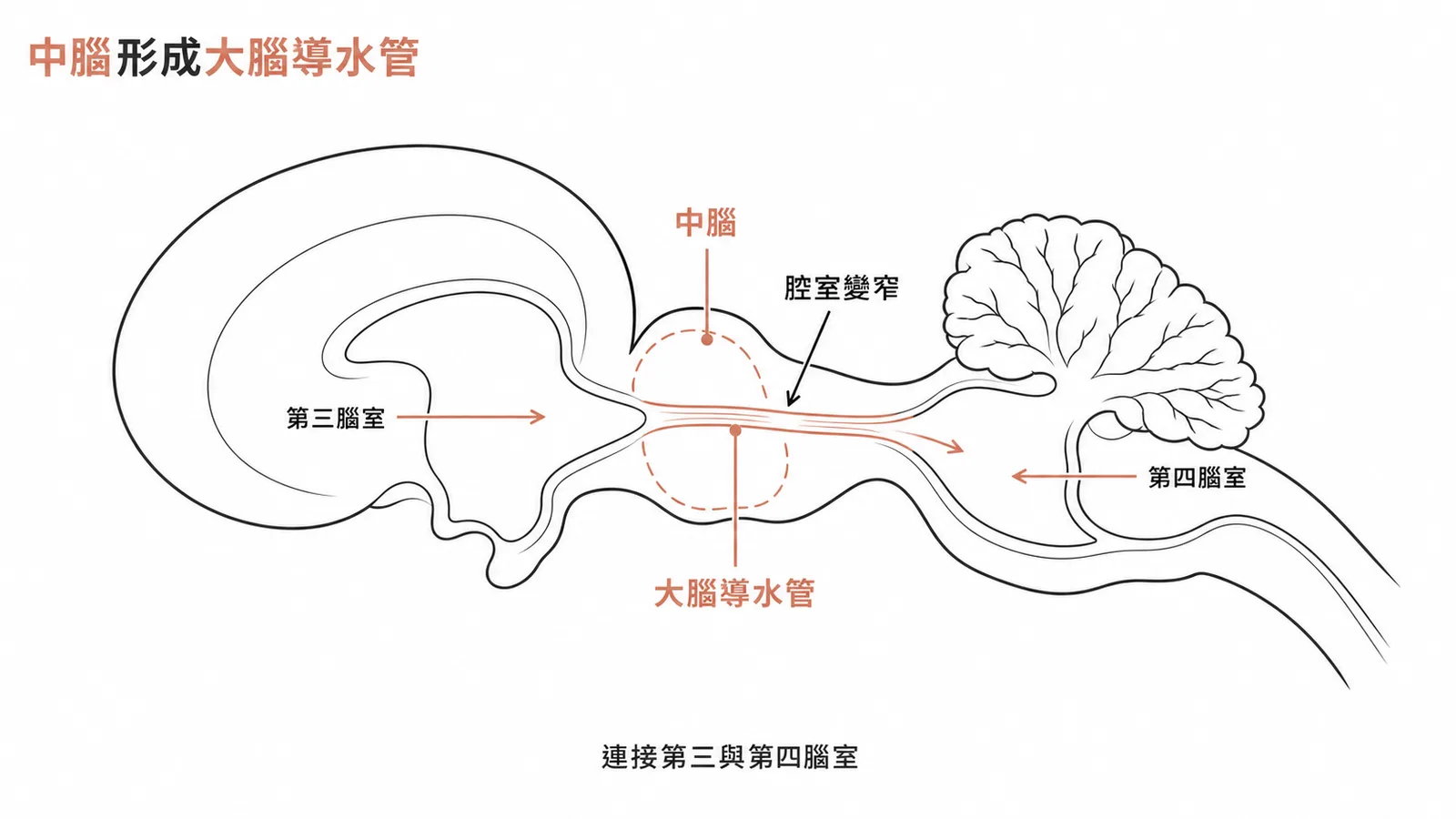中腦的腔室變窄形成大腦導水管，連接第三與第四腦室