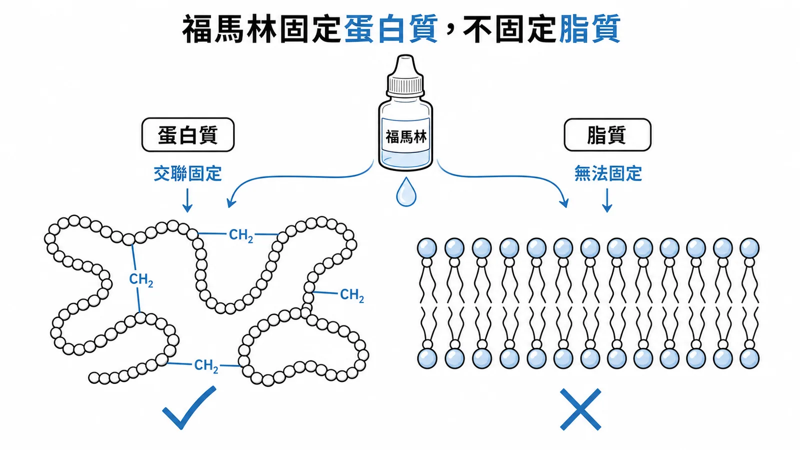 福馬林透過交聯固定蛋白質，但無法有效固定脂質
