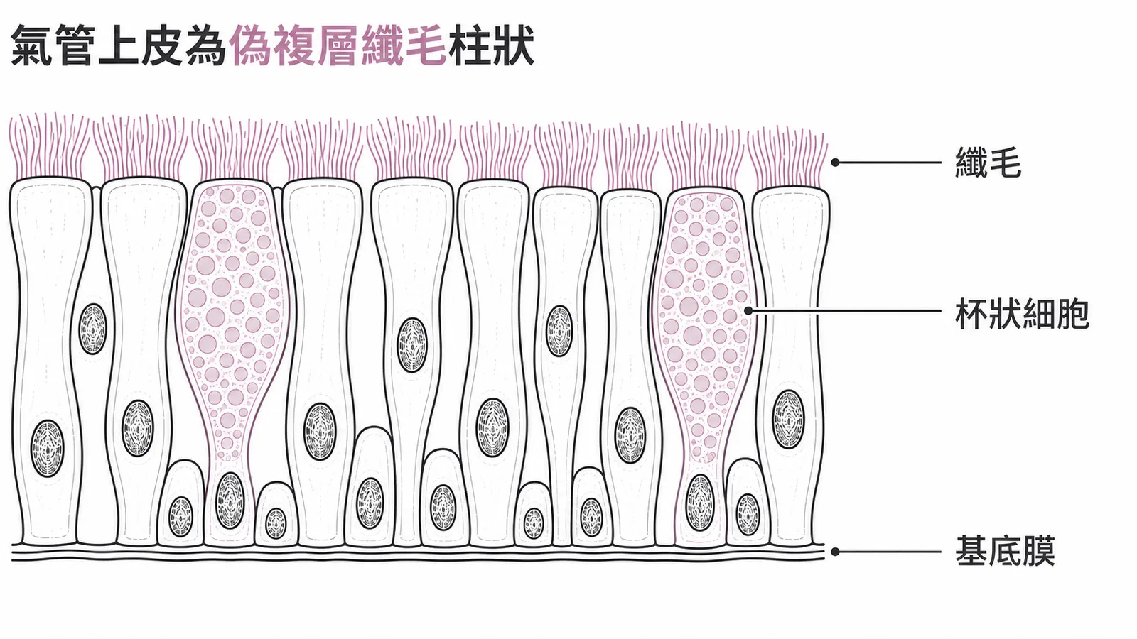 氣管上皮為偽複層纖毛柱狀上皮，含纖毛與杯狀細胞，附著於基底膜