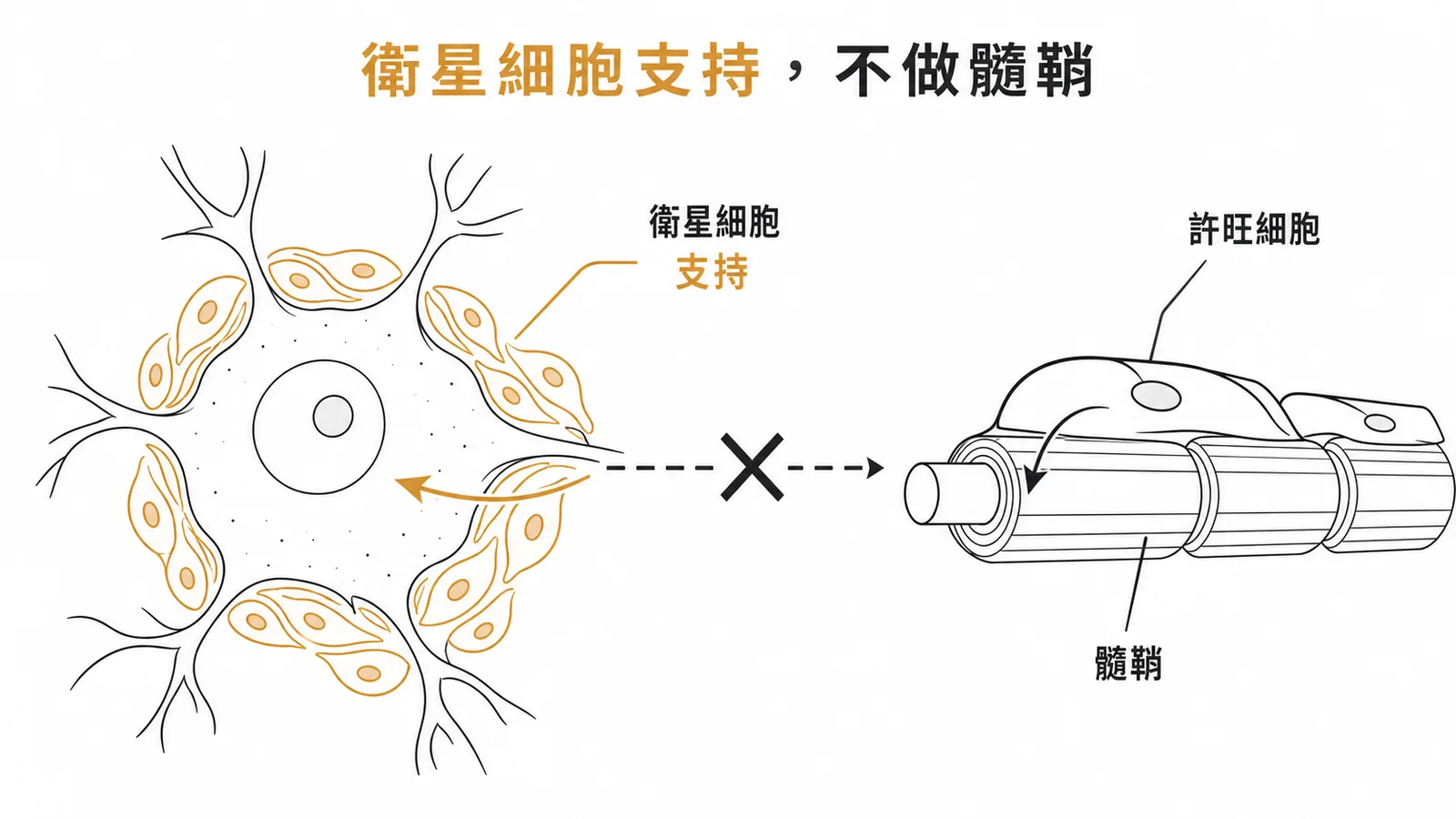 衛星細胞圍繞神經元本體提供支持，髓鞘由許旺細胞負責