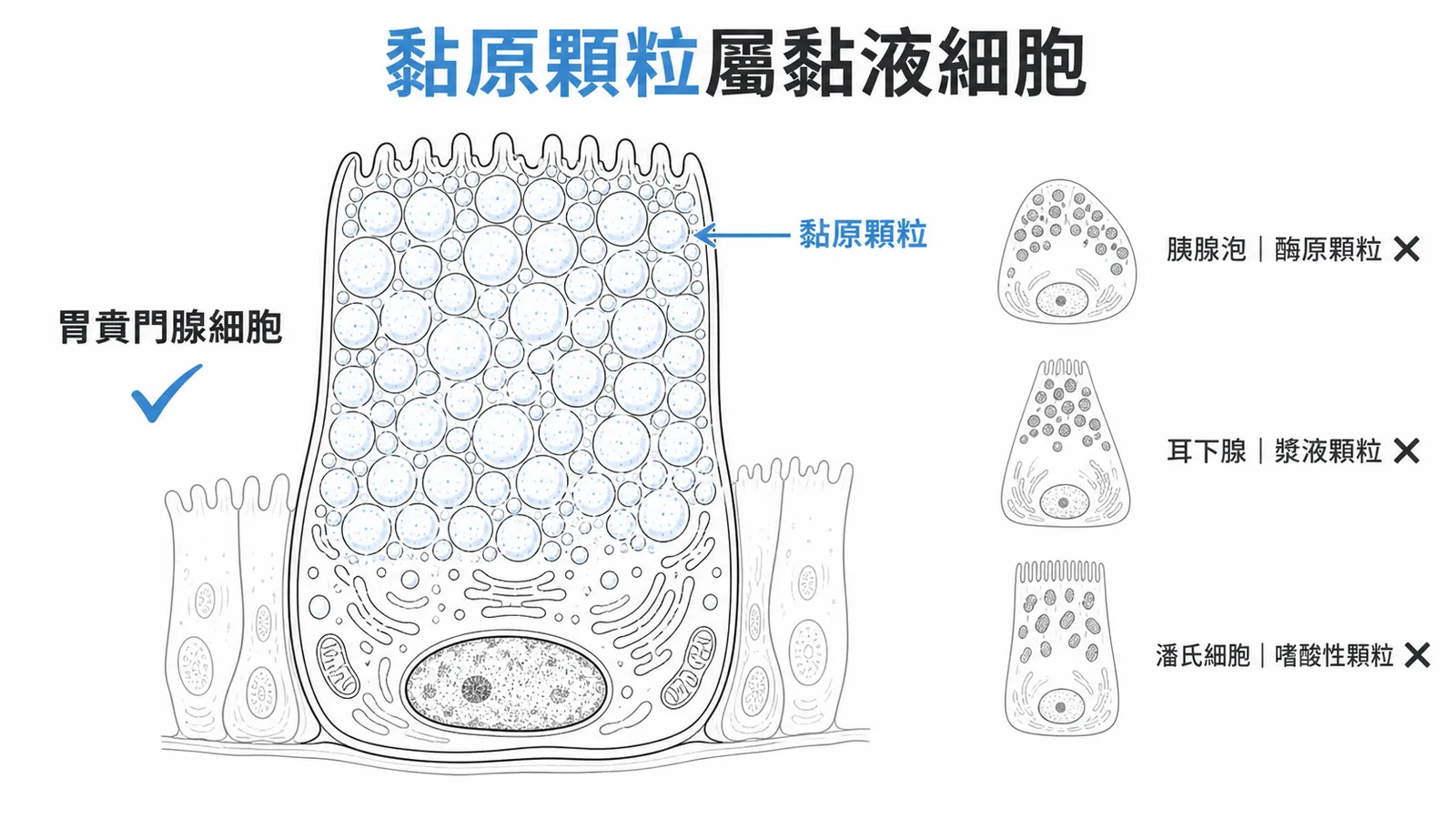 胃賁門腺細胞含黏原顆粒，胰腺泡為酶原、耳下腺為漿液、潘氏為嗜酸性顆粒