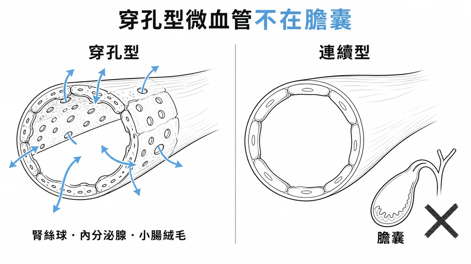 穿孔型微血管分布於腎絲球等快速交換處，膽囊為連續型微血管